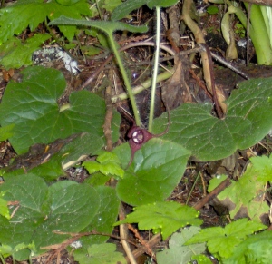 Flowering Wild Ginger in the Ferngully on our land. 